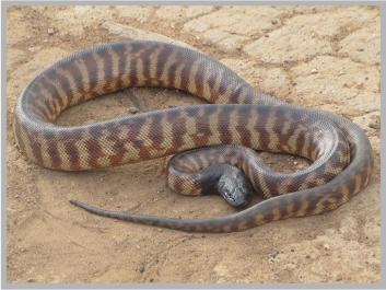 Umaachi - Black-headed python (Photo: Simon Kennedy)
