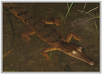 Paltachi, Freshwater Crocodile Crocodylus johnstoni (Photo: SImon Kennedy)