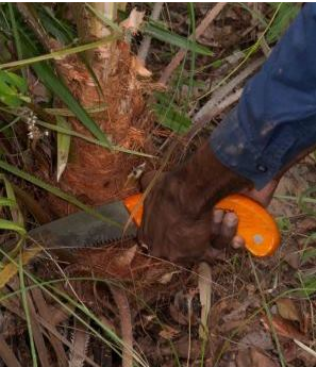 Collecting plant material for the project, Photo: Nick Smith