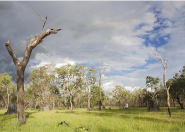 Open bushland country on the IPA