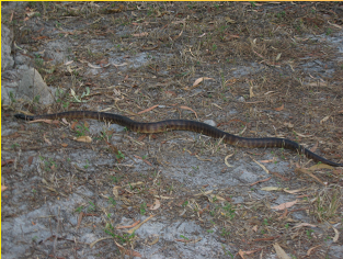 Umaachi - Black-headed water python.