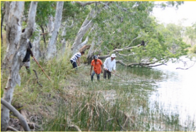 Hand removal of Hymenachne amplexicaulis (Olive hymenachne) from a lagoon at Chuulangun