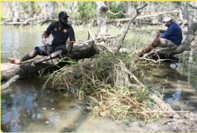 Hand removal of Hymenachne amplexicaulis (Olive hymenachne) from a lagoon at Chuulangun