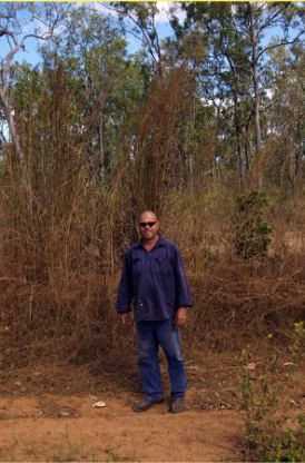 Andropogon gayanus (grader grass) along roadside on Kaanju Ngaachi